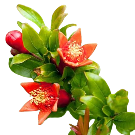Flower Image